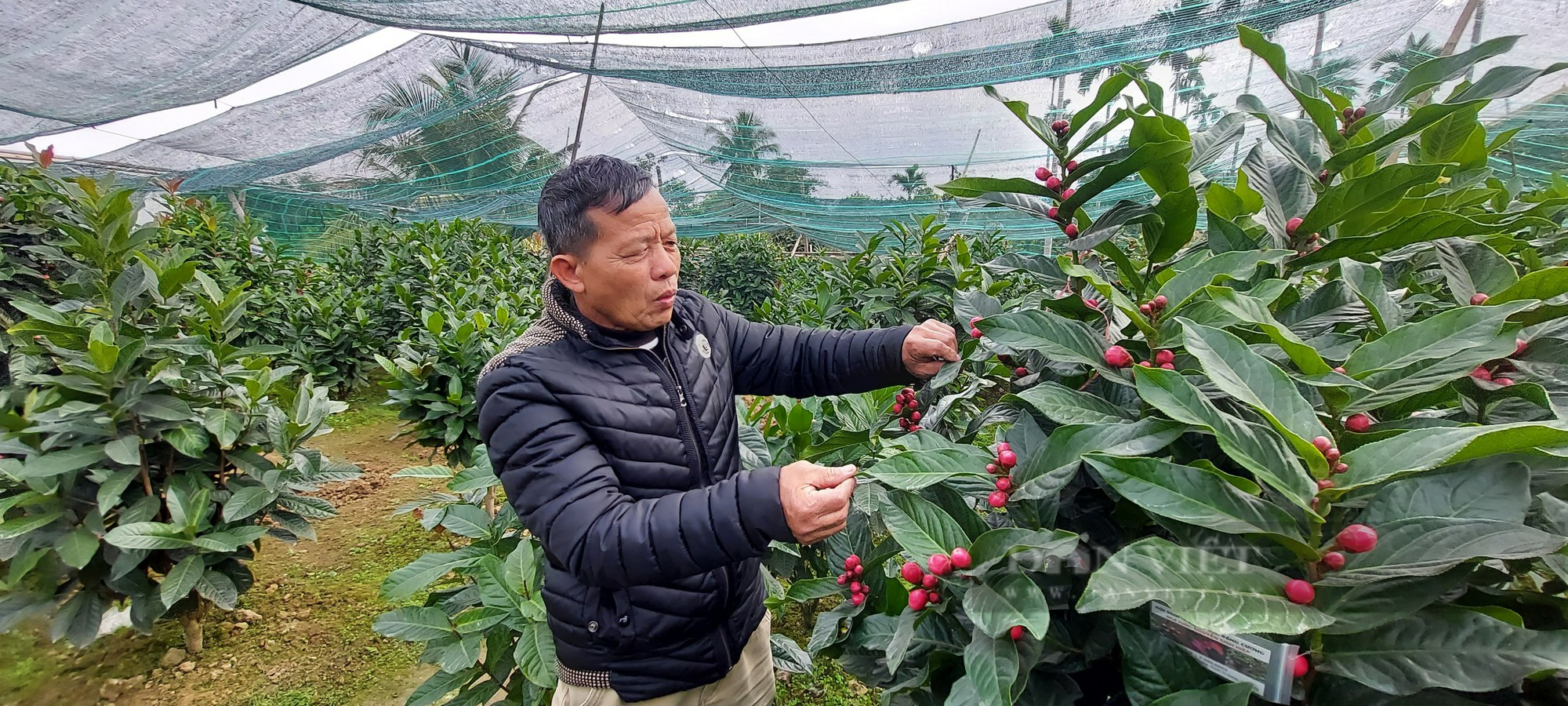 An Dương( Hải Phòng) nhộn nhịp vào mùa, đào, quất, hải đường thi nhau lên xe đi các ngả, nông dân đón tết ấm no - Ảnh 4.