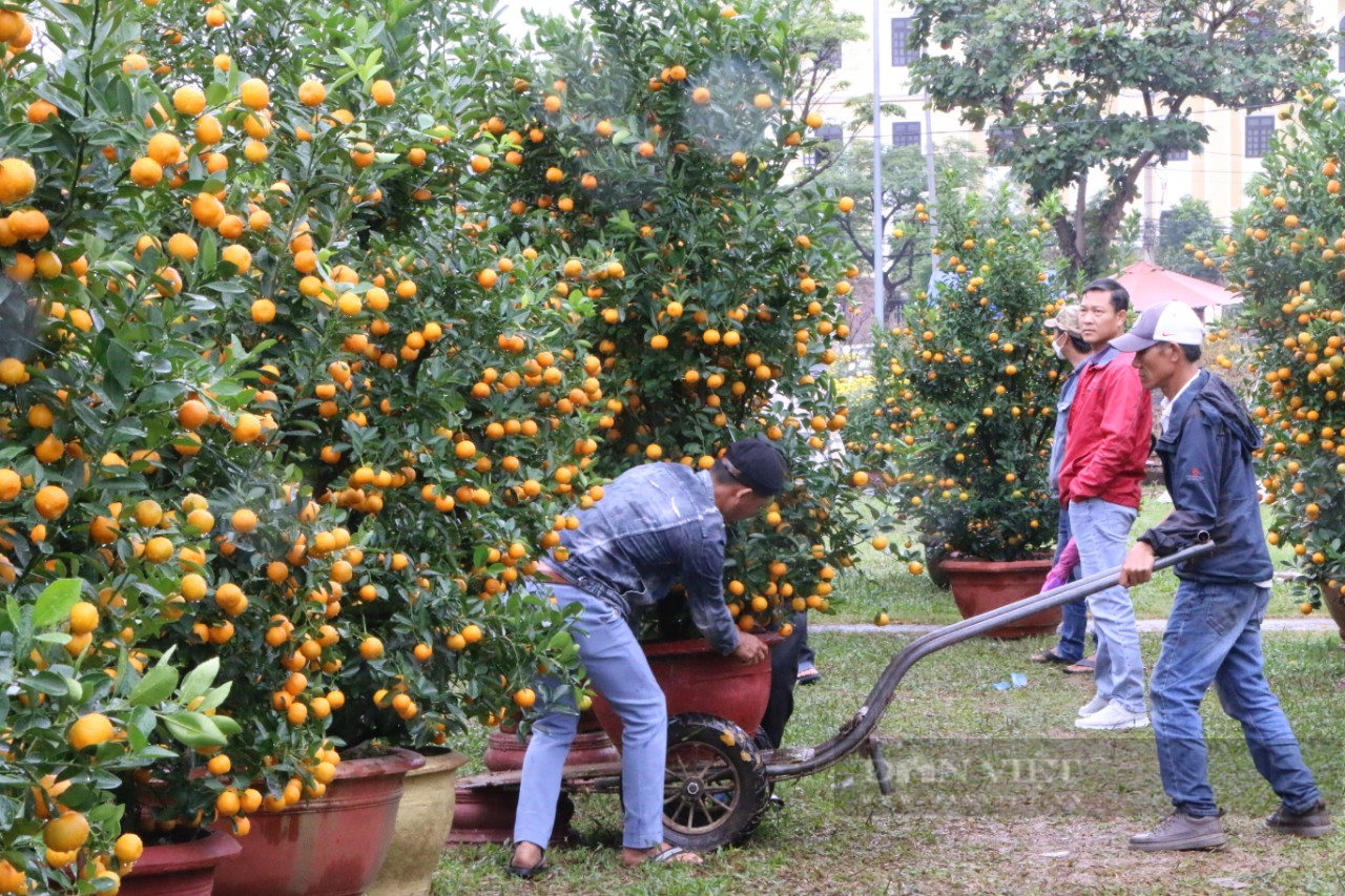 Vắng khách kèm mưa lạnh, tiểu thương chợ hoa Tết Đà Nẵng &quot;héo&quot;  - Ảnh 3.