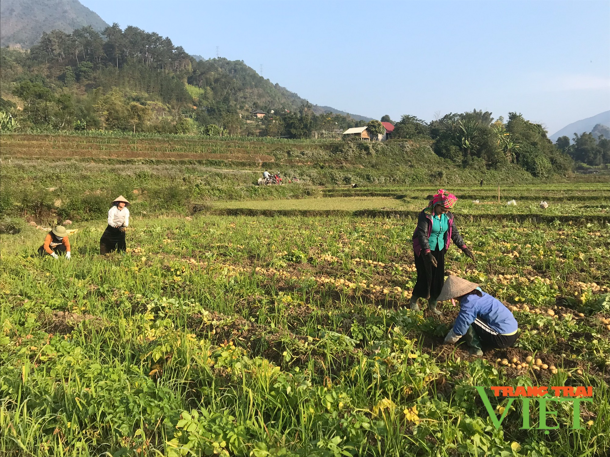 Hiệu quả mô hình liên kết sản xuất – tiêu thụ khoai tây vụ đông - Ảnh 1.