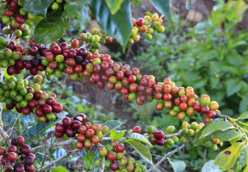 Giá cà phê tăng nhẹ phiên cuối tuần, cà phê nội cao nhất lên 44.000 đồng/kg - Ảnh 3.