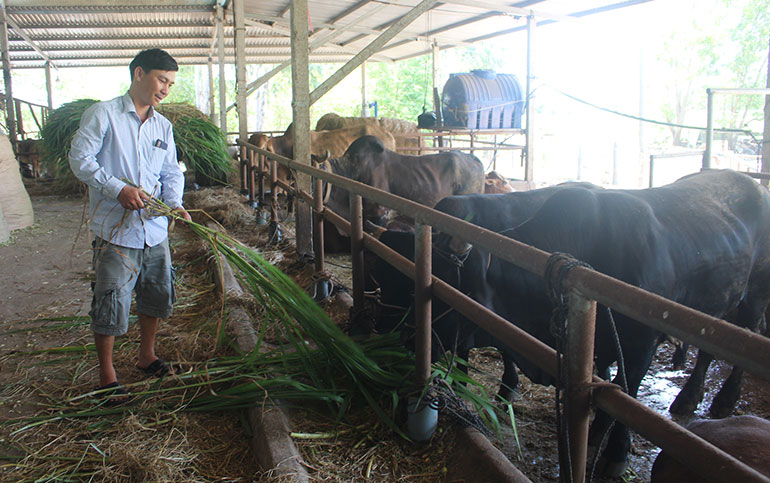 Tỷ phú nông dân nuôi bò nhiều nhất vùng này ở Phú Yên, bán 500 con bò mỗi năm, lãi 1 tỷ - Ảnh 1.