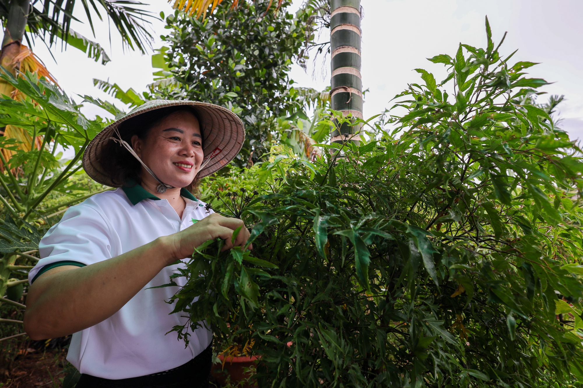 Cô giáo dạy trẻ khuyết tật khởi nghiệp với trà thảo mộc thiên nhiên - Ảnh 1.