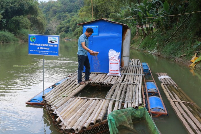 Nuôi loài cá nào dưới dòng sông Năng ở Bắc Kạn mà cứ bắt bán 1 lồng nông dân thu 40 triệu? - Ảnh 1.