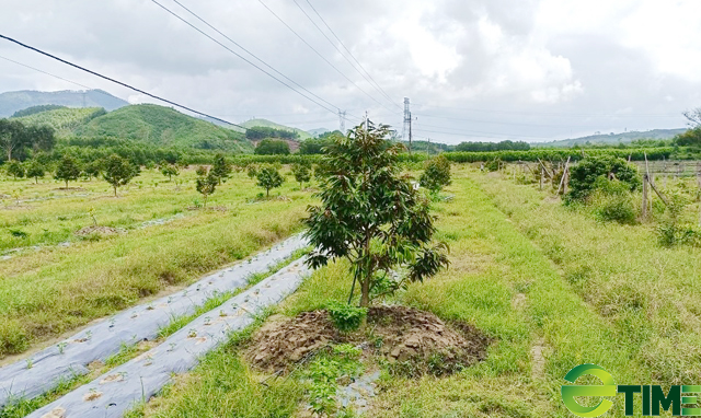 Quảng Ngãi: Tỉnh chỉ đạo kiểm tra dự án đất trồng rau – củ - quả “biến” thành cây lâu năm  - Ảnh 1.