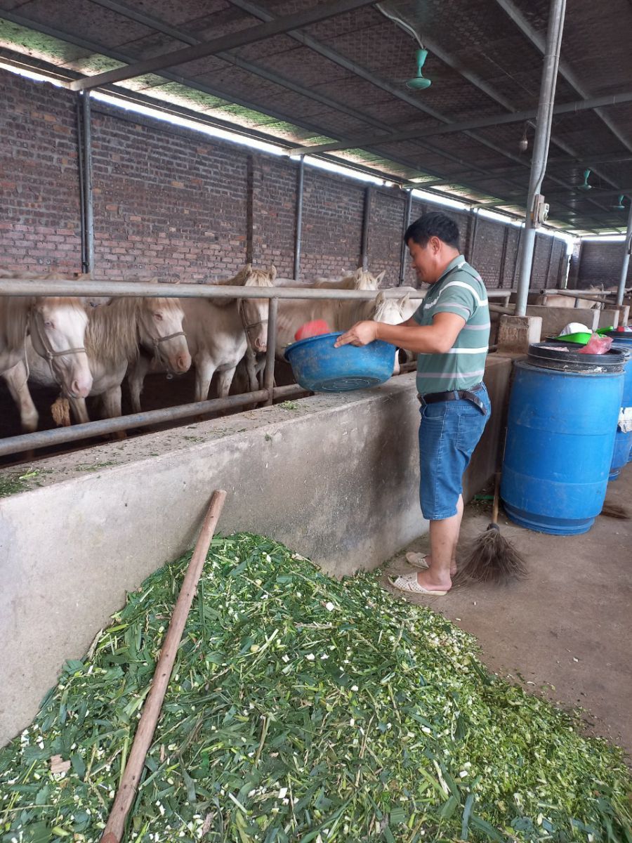 Anh Ngô Xuân Văn đang chăm sóc đàn ngựa bạch tại trang trại của gia đình ở thôn Nội Xuân, xã Mai Trung, huyện Hiệp Hòa (tỉnh Bắc Giang).