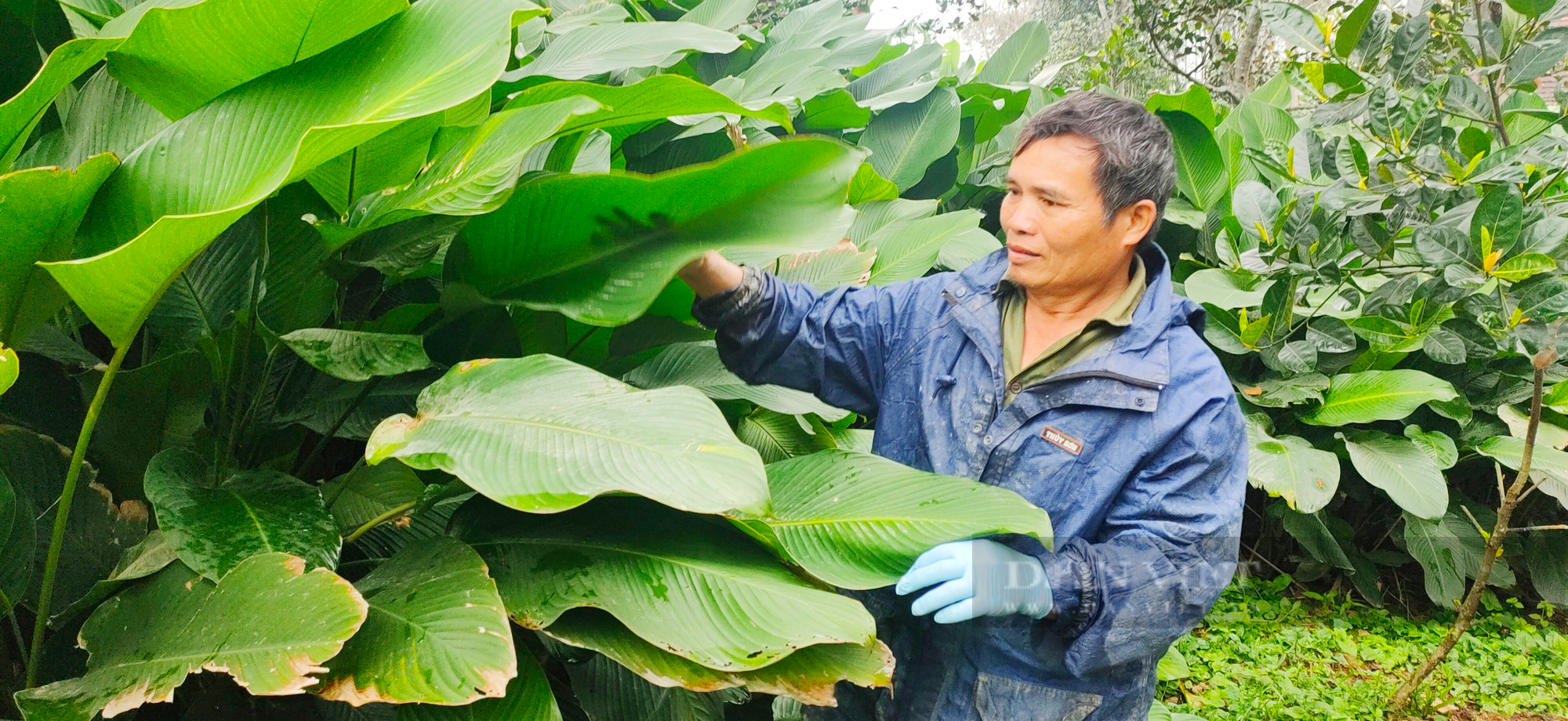 Gà gáy canh ba, người dân rục rịch, í ới gọi nhau hái “lộc rừng” phục vụ thị trường Tết - Ảnh 2.