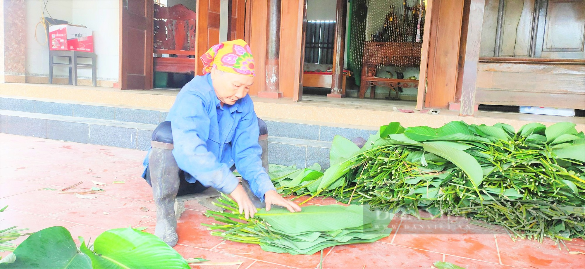 Gà gáy canh ba, người dân rục rịch, í ới gọi nhau hái “lộc rừng” phục vụ thị trường Tết - Ảnh 5.