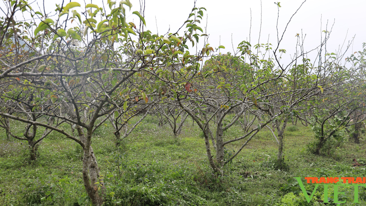 Phó chủ tịch Trung ương Hội Nông dân Việt Nam đánh giá cao mô hình cây ăn quả trên địa bàn Sơn La - Ảnh 5.