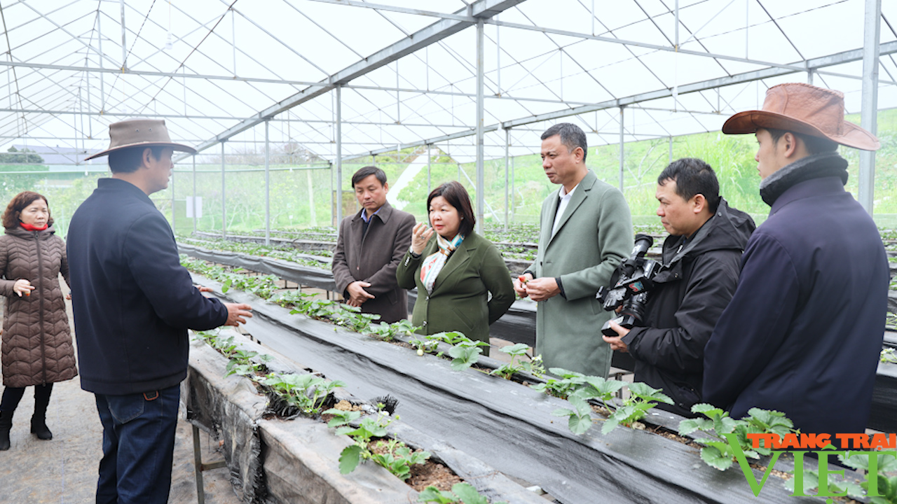 Phó chủ tịch Trung ương Hội Nông dân Việt Nam đánh giá cao mô hình cây ăn quả trên địa bàn Sơn La - Ảnh 6.
