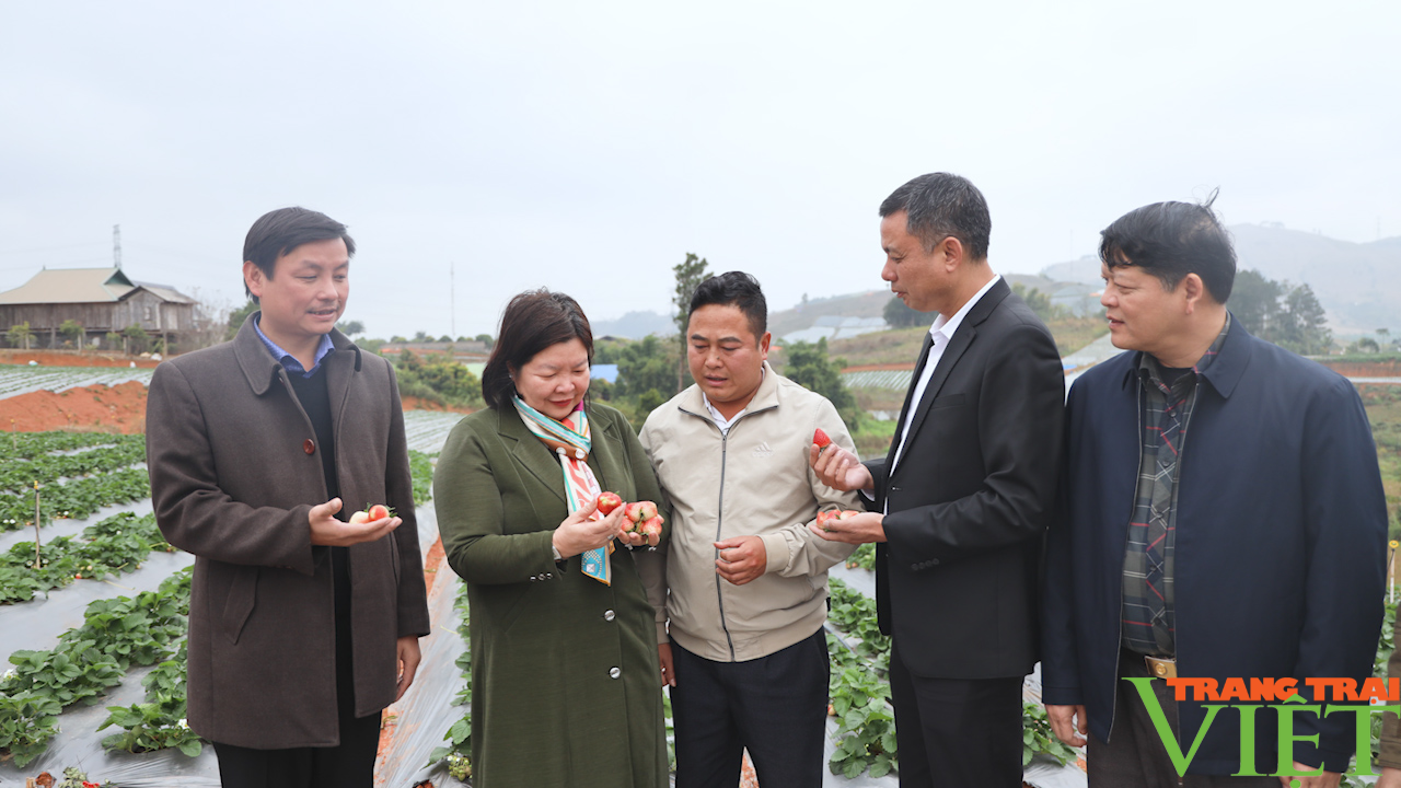 Phó chủ tịch Trung ương Hội Nông dân Việt Nam đánh giá cao mô hình cây ăn quả trên địa bàn Sơn La - Ảnh 8.