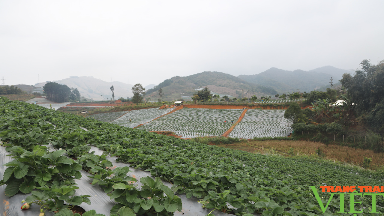 Phó chủ tịch Trung ương Hội Nông dân Việt Nam đánh giá cao mô hình cây ăn quả trên địa bàn Sơn La - Ảnh 10.