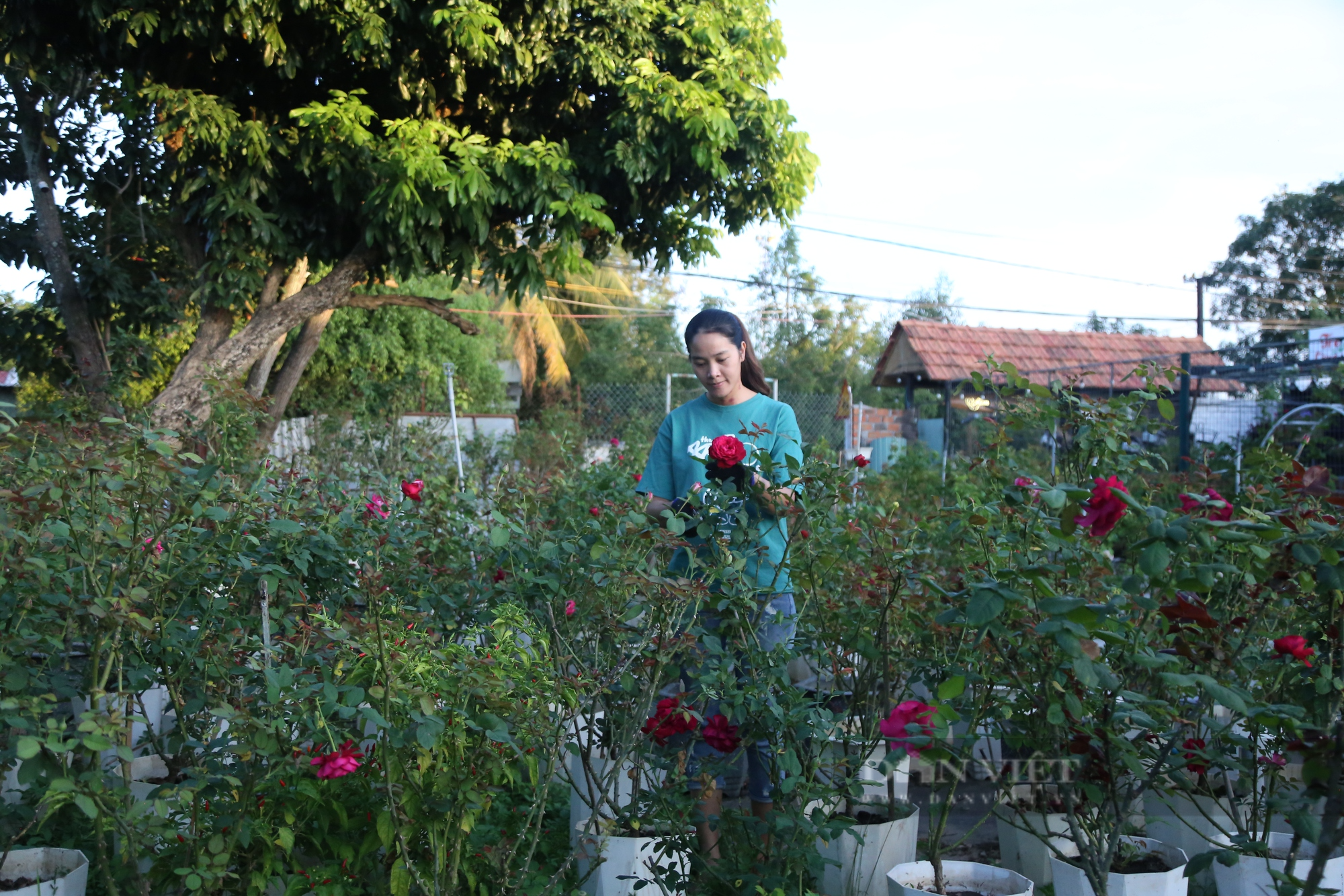 Cô gái 9X trồng hoa hồng ngoại trên phố núi, thu về cả trăm triệu đồng mỗi năm - Ảnh 1.