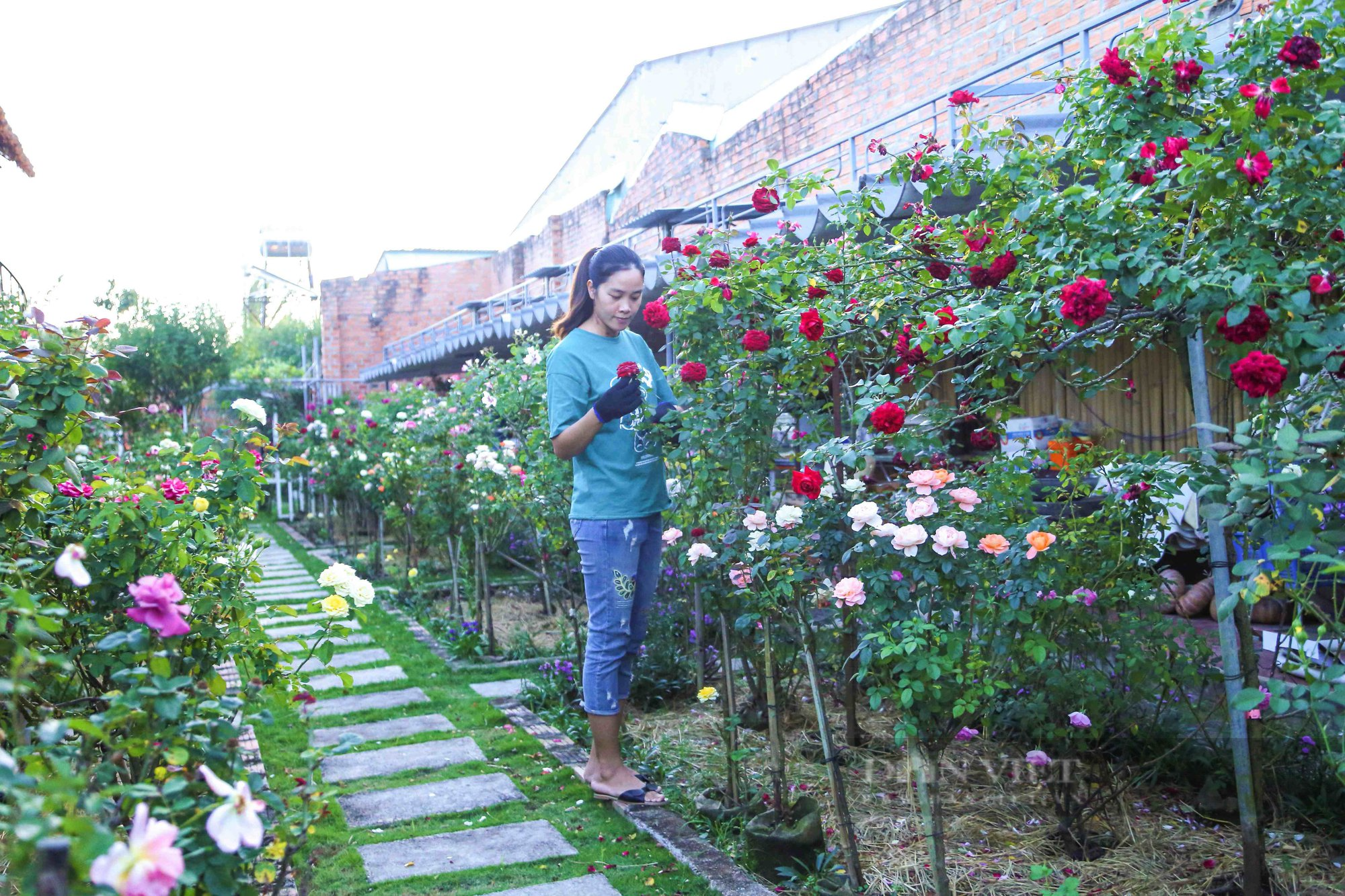 Cô gái 9X trồng hoa hồng ngoại trên phố núi, thu về cả trăm triệu đồng mỗi năm - Ảnh 3.