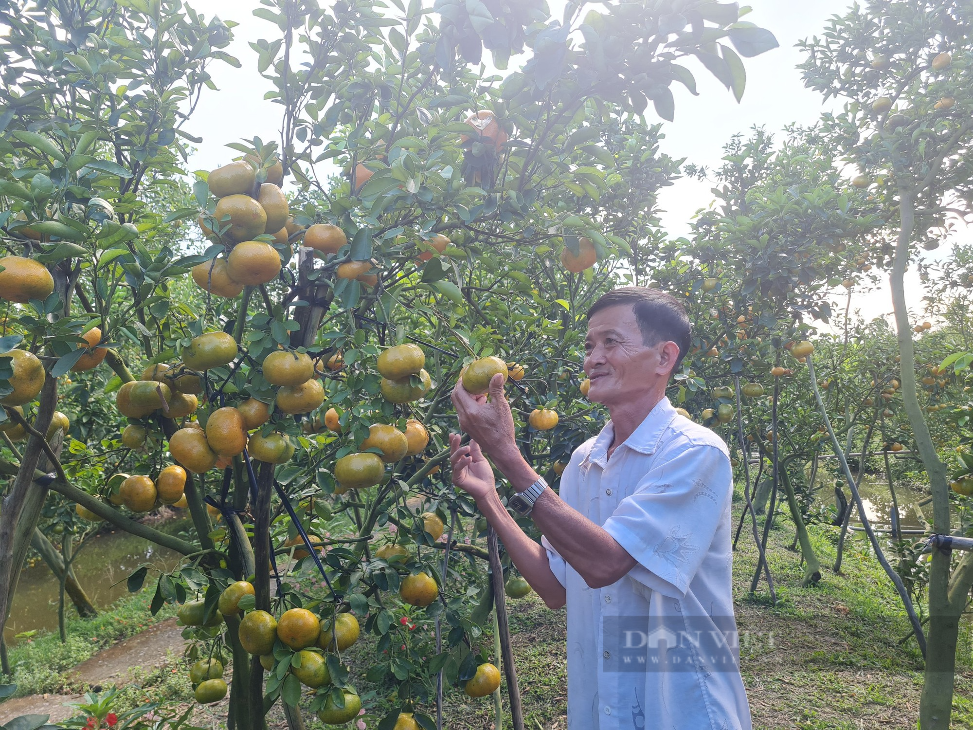 Quýt hồng Lai Vung - Ảnh 1.