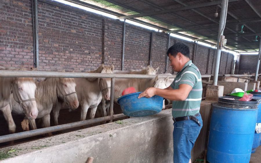 Tỷ phú nông dân nuôi ngựa ở Bắc Giang, ngựa bạch bán giá 70-80 triệu/con, ngựa đỏ bán 40-50 triệu/con