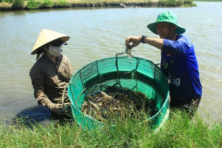 Loài cá ngon vậy mà hồi xưa ở nơi này của Trà Vinh dân &quot;hổng thèm ăn&quot; nay hóa đặc sản đãi khách quý - Ảnh 2.