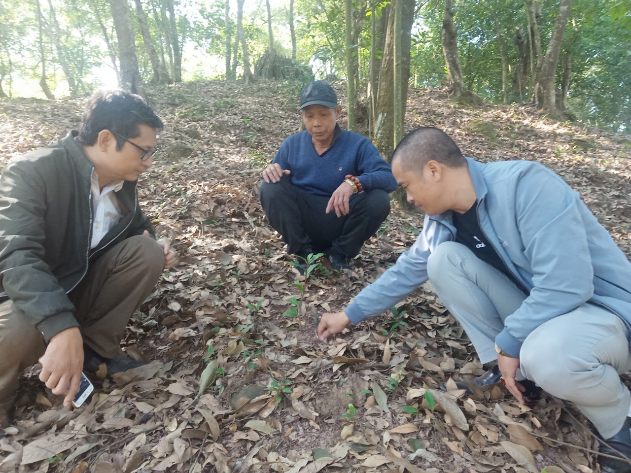 Huyện Lục Nam tham vọng mở rộng diện tích loại thảo dược giúp giảm lão hóa, kéo dài tuổi thọ  - Ảnh 1.