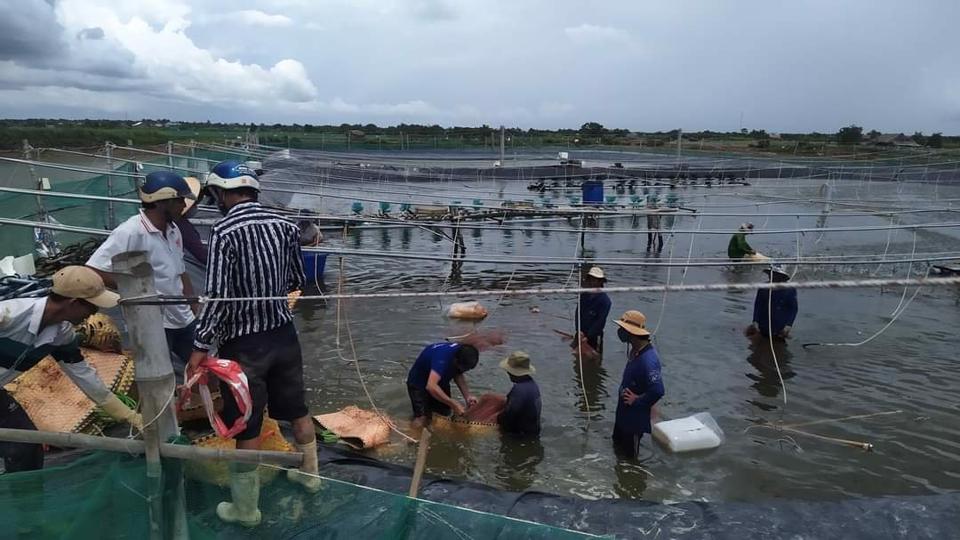 Nuôi tôm – Mũi nhọn để xuất khẩu Cà Mau đột phá - Ảnh 3.