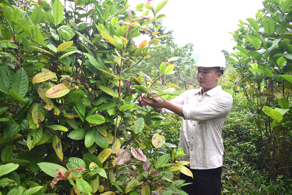 Nuôi gà la liệt dưới tán &quot;rừng&quot; trà hoa vàng, nông dân Quảng Ninh có của ăn của để - Ảnh 1.