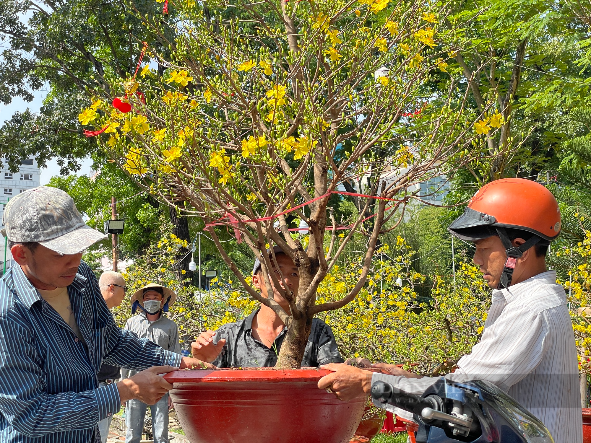 Diễn biến lạ chợ hoa Tết Sài Gòn sát Giao thừa: Tới hôm nay mà chưa đủ tiền chở hoa lên thành phố - Ảnh 2.