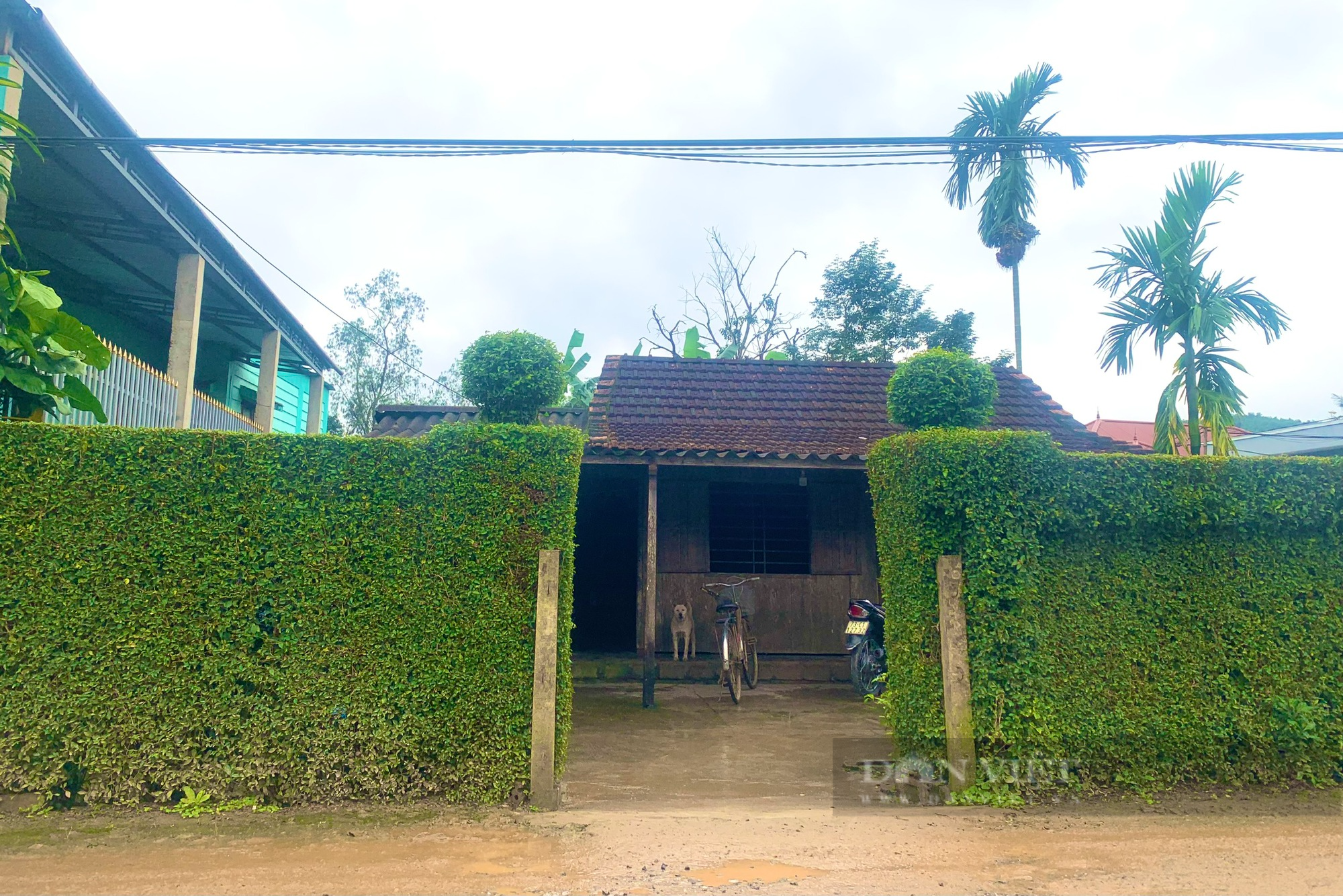 Một xã miền núi ở Quảng Bình người dân trồng chè tàu làm hàng rào, nông thôn mới đẹp như phim - Ảnh 4.