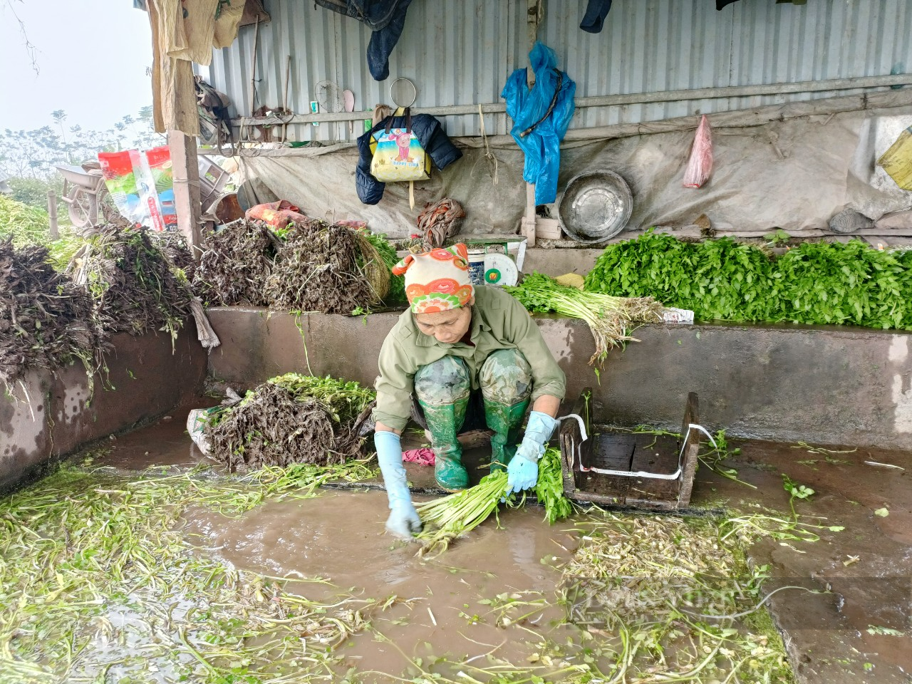 Hà Nội: Cắt rau cần bán Tết 15.000 đồng/kg, nông dân thu tiền triệu mỗi ngày - Ảnh 1.