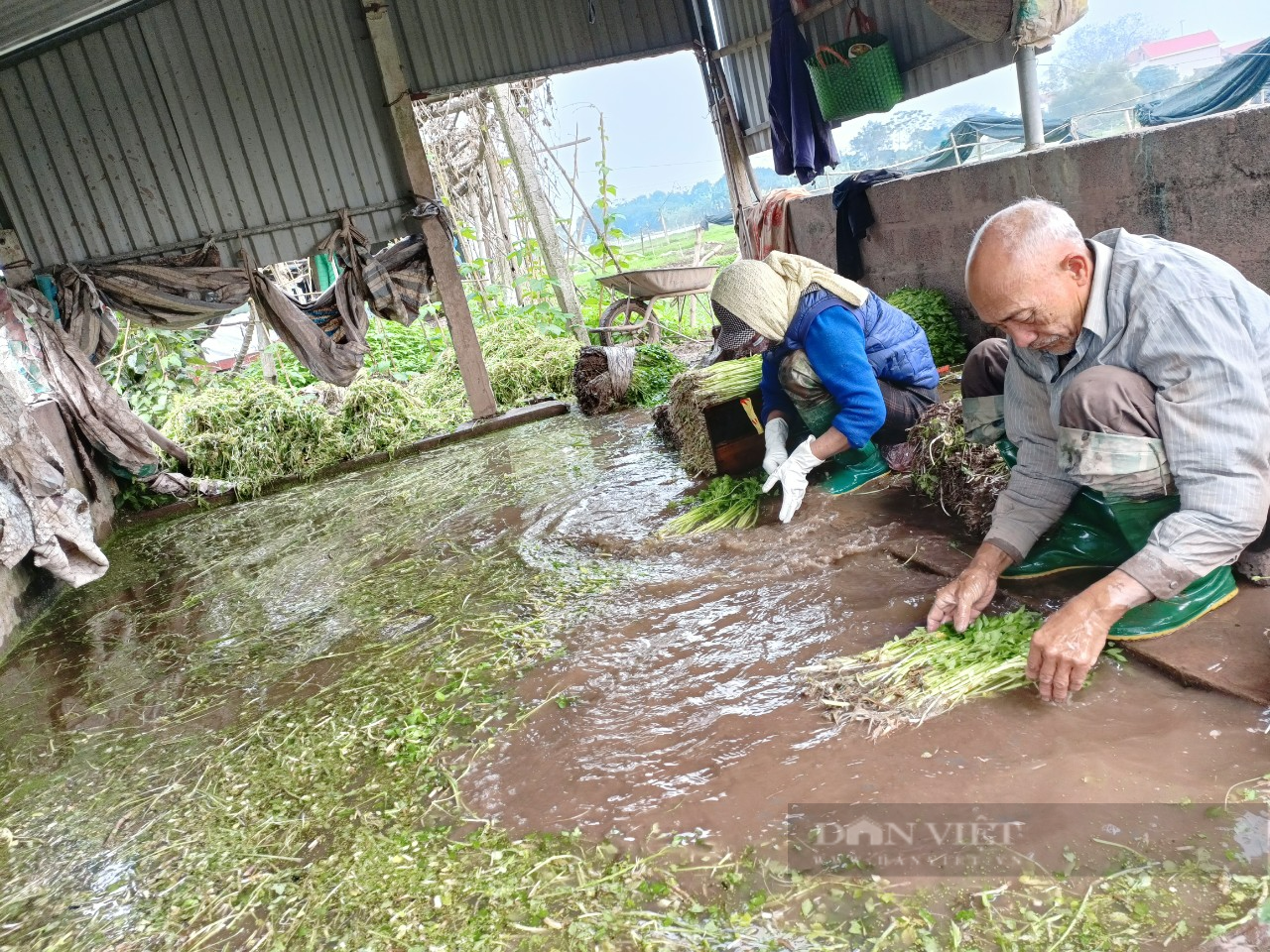 Hà Nội: Cắt rau cần bán Tết 15.000 đồng/kg, nông dân thu tiền triệu mỗi ngày - Ảnh 3.