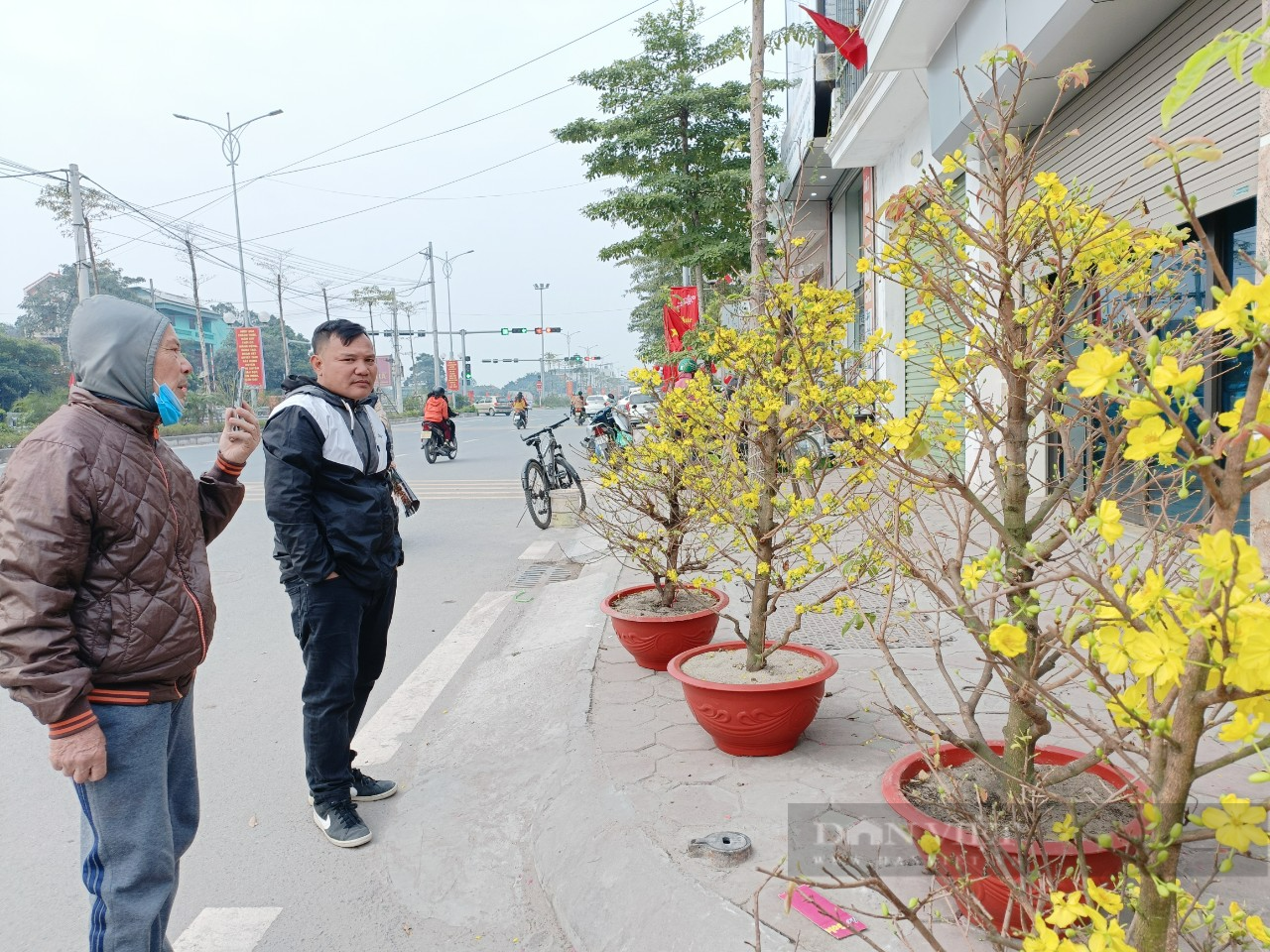 Mai vàng Bình Định, Thủ Đức &quot;bung lụa&quot;, hoa nở vàng cả phố mà vẫn chưa tìm được &quot;chủ nhân&quot; - Ảnh 1.