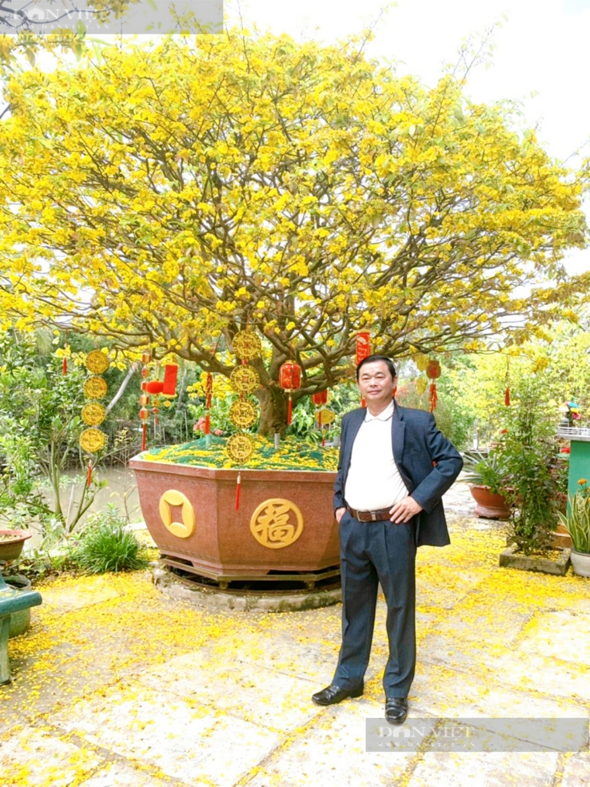 Một nông dân ở An Giang sở hữu 3 cây mai vàng giảo gần 100 tuổi, được thương lái ngã giá tiền tỷ - Ảnh 7.