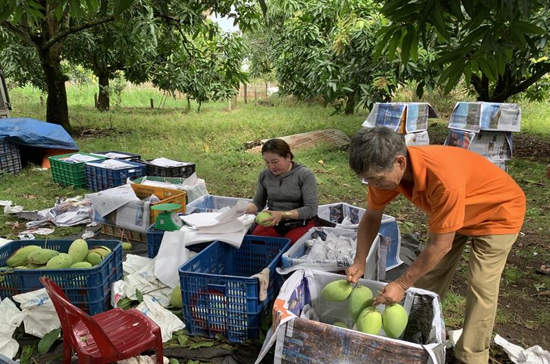 Trồng cây đặc sản ra quả nghịch vụ, tết bán trúng giá, đắt hàng, nông dân Đồng Nai sống khỏe - Ảnh 4.