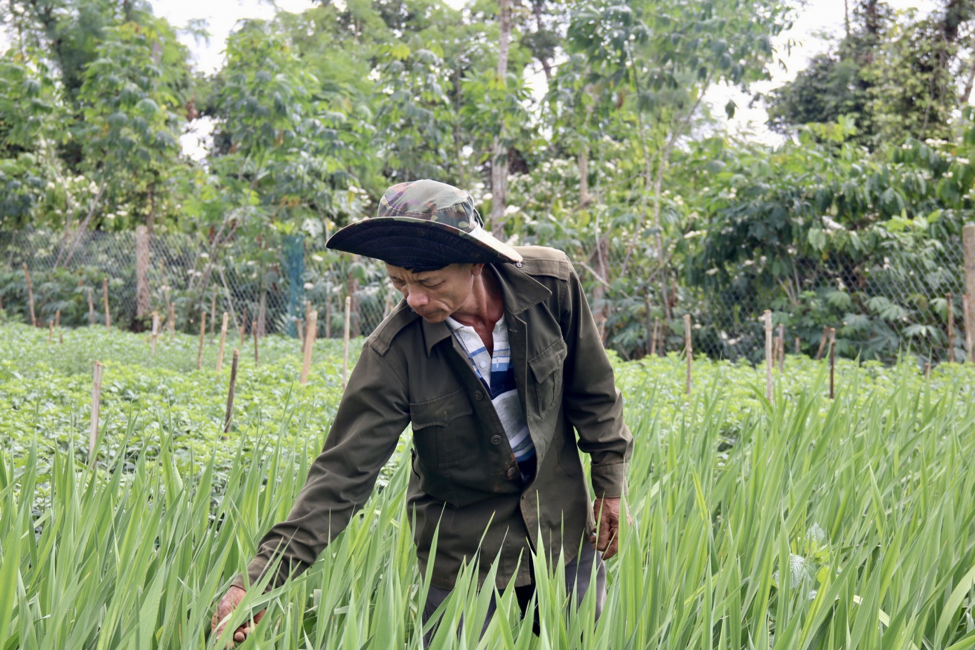 Đến khổ, tưới tắm mấy tháng trời nay thứ hoa &quot;ương bướng&quot; không nở, nông dân Đắk Lắk chả buồn ăn tết - Ảnh 1.