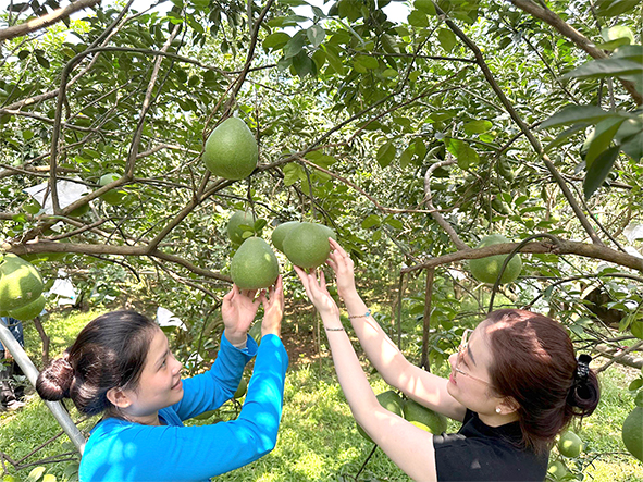 Du lịch nông nghiệp: Cánh cửa xuất khẩu nông sản tại chỗ  - Ảnh 6.