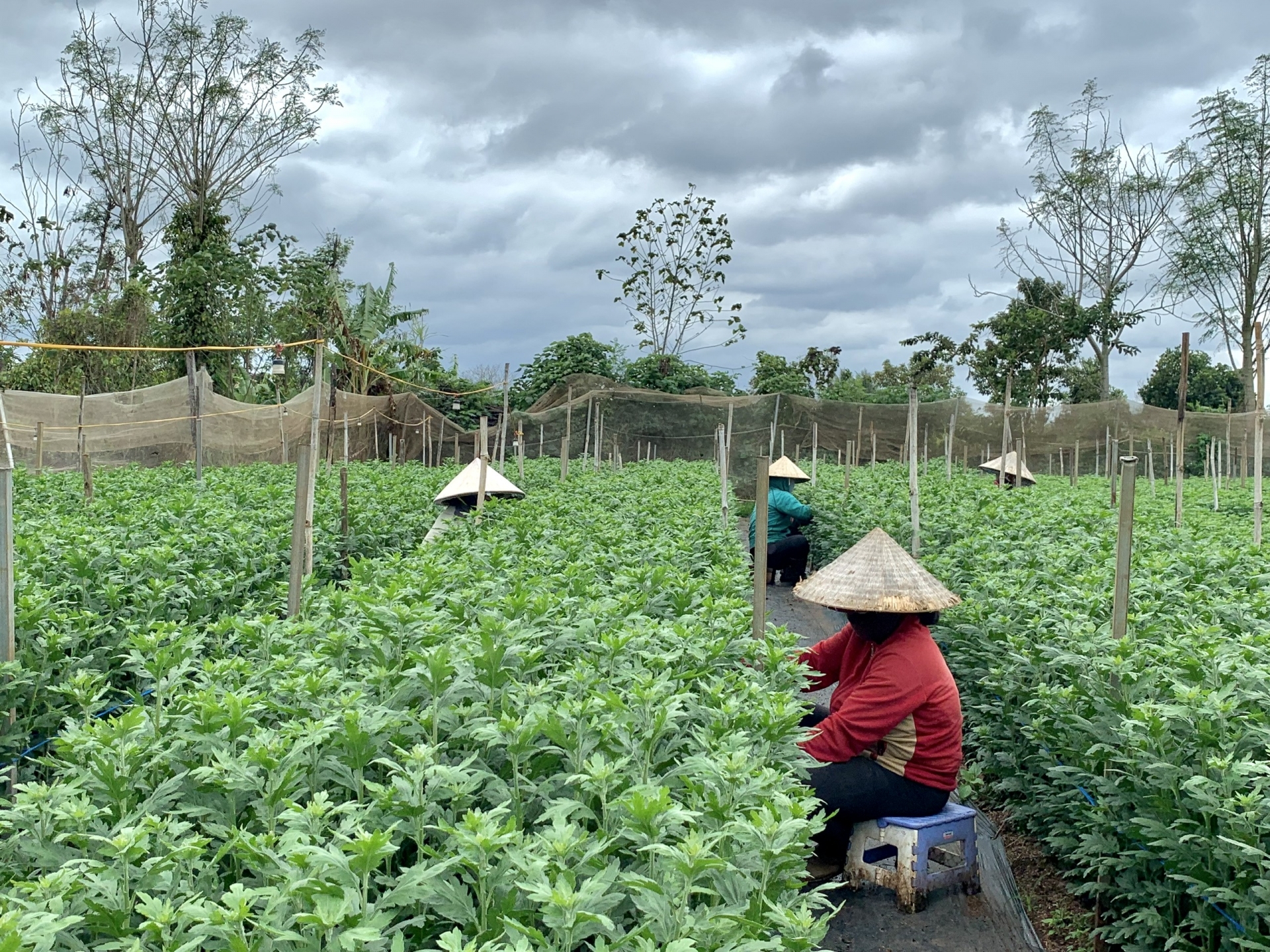 Đến khổ, tưới tắm mấy tháng trời nay thứ hoa &quot;ương bướng&quot; không nở, nông dân Đắk Lắk chả buồn ăn tết - Ảnh 2.