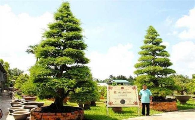 Tết Quý Mão 2023, điểm lại loạt siêu cây cảnh xác lập kỷ lục Việt Nam khiến dư luận xôn xao - Ảnh 4.