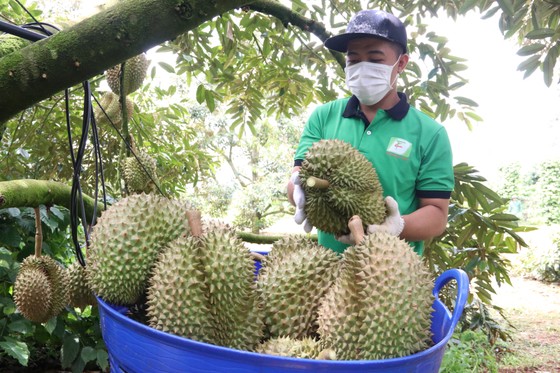 Sầu riêng tăng lên 100.000 đồng/kg, xuất sang Trung Quốc bán 270.000 đồng/kg - Ảnh 1.