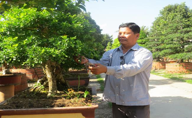 Tết Quý Mão 2023, điểm lại loạt siêu cây cảnh xác lập kỷ lục Việt Nam khiến dư luận xôn xao - Ảnh 5.