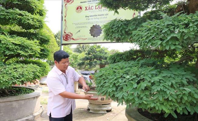 Tết Quý Mão 2023, điểm lại loạt siêu cây cảnh xác lập kỷ lục Việt Nam khiến dư luận xôn xao - Ảnh 6.