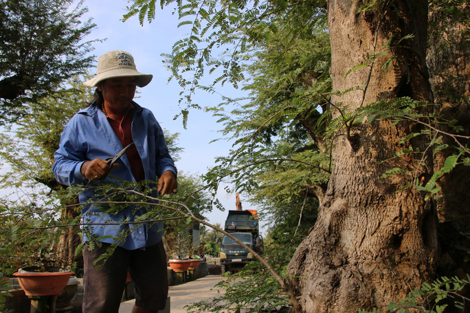 Tết Quý Mão 2023, điểm lại loạt siêu cây cảnh xác lập kỷ lục Việt Nam khiến dư luận xôn xao - Ảnh 19.