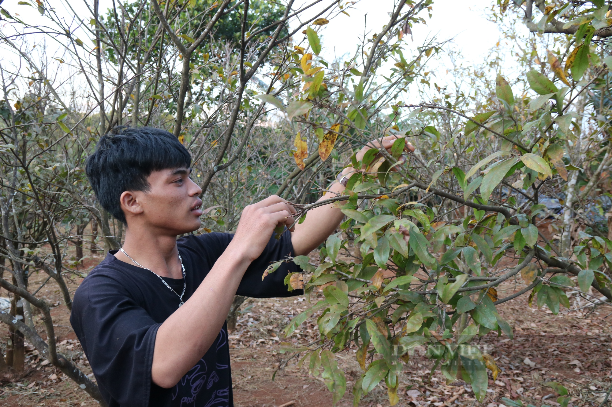 Làng trồng mai rừng độc đáo ở Gia Lai - Ảnh 2.
