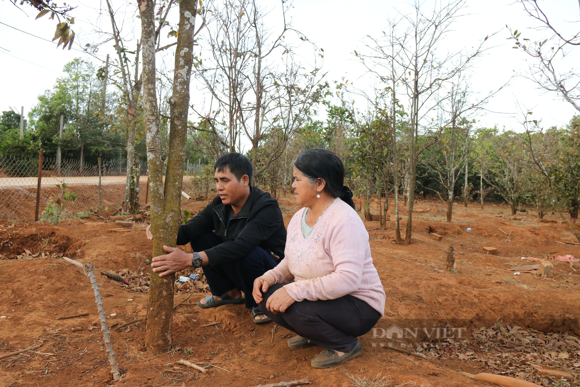 Làng trồng mai rừng độc đáo ở Gia Lai - Ảnh 5.
