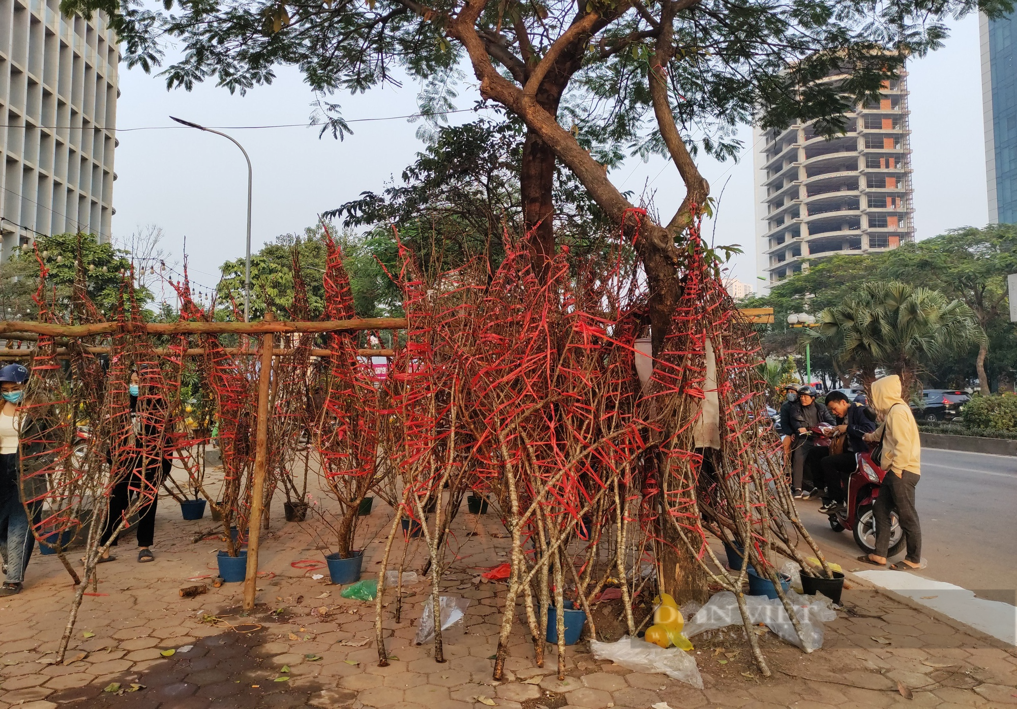 Nhộn nhịp cảnh mua bán đào, quất chiều 30 Tết - Ảnh 8.