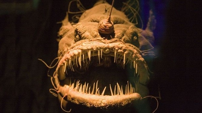 Nổi da gà 12 “quái vật biển” còn ghê sợ hơn cả cá mập - Ảnh 12.