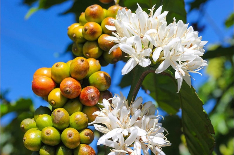 Lo ngại toàn cầu thiếu hụt cà phê Robusta đã thúc đẩy giá cà phê tiếp nối xu hướng tăng - Ảnh 2.