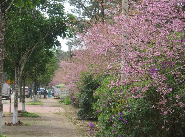 Hoa mai anh đào nở tím trời đẹp như phim đúng dịp Tết ở Kon Tum - Ảnh 6.