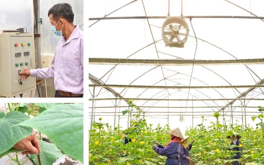 Làm nông nghiệp công nghệ cao, một nông dân Phú Thọ lãi hơn 1 tỷ/năm