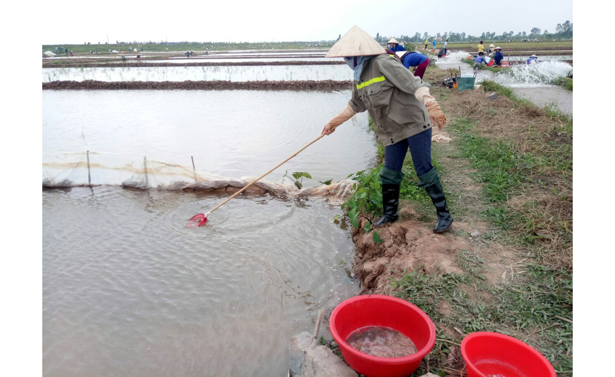 Nuôi con &quot;lộc trời&quot; trên ruộng lúa, nông dân Thái Bình bỏ một vốn thu bốn lời - Ảnh 1.