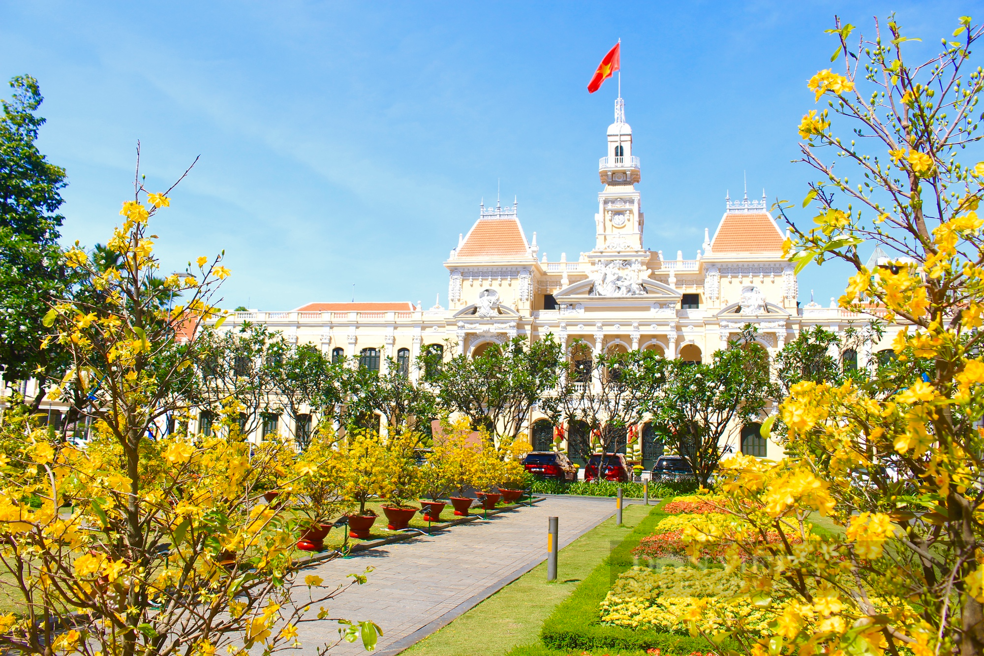 Rừng mai vàng rực rỡ giữa trung tâm Sài Gòn, người dân đổ về chụp ảnh mùng 3 Tết - Ảnh 1.