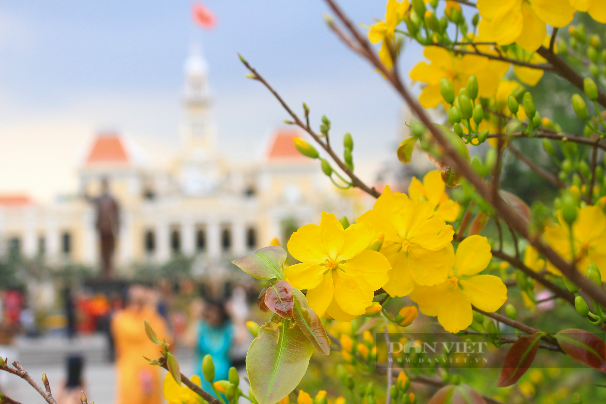 Rừng mai vàng rực rỡ giữa trung tâm Sài Gòn, người dân đổ về chụp ảnh mùng 3 Tết - Ảnh 6.