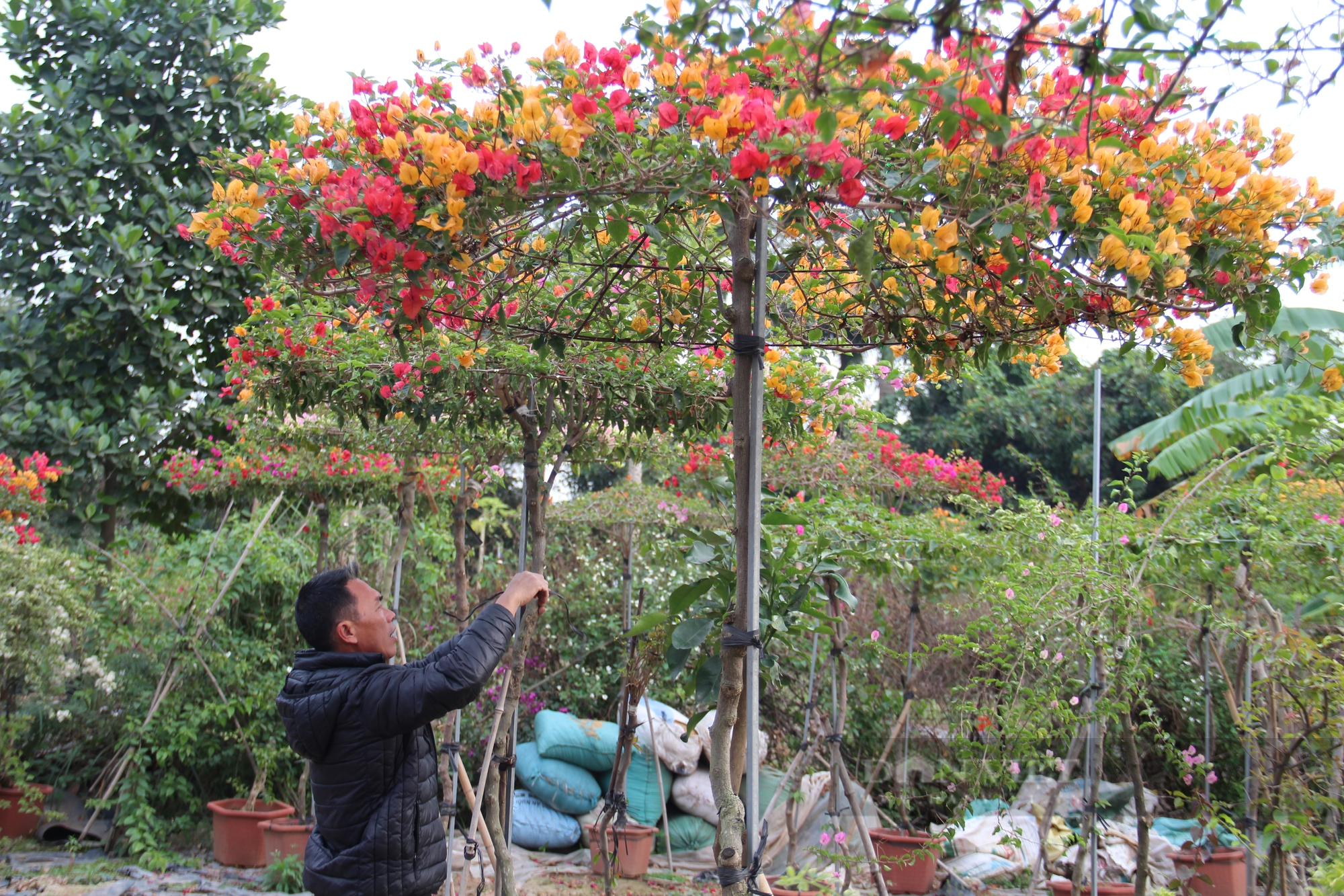 &quot;Thủ phủ&quot; hoa giấy miền Bắc rực rỡ khoe sắc, nhộn nhịp dịp Tết nguyên Đán - Ảnh 8.