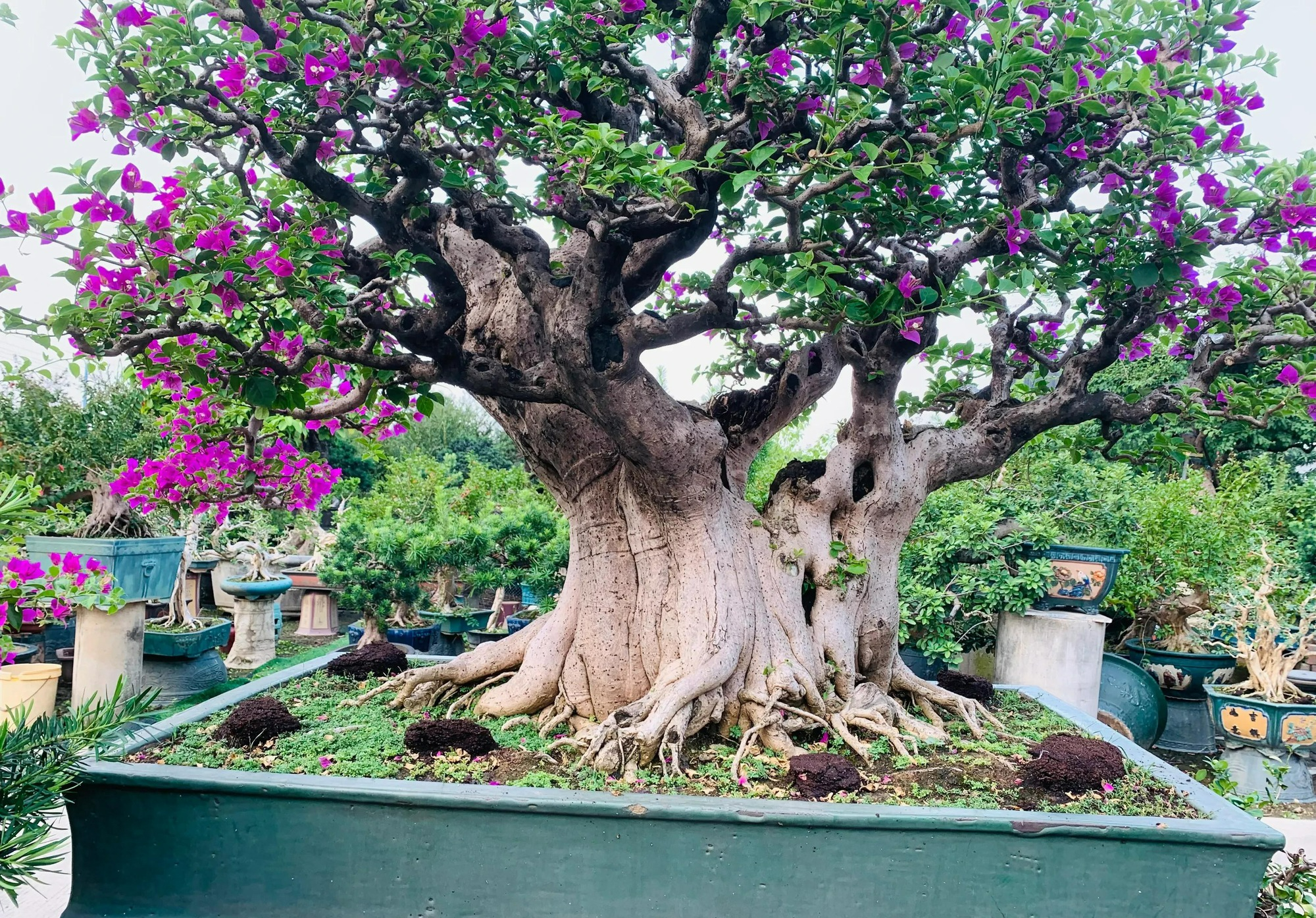 Năm mới, trồng 5 cây cảnh tốt lành trong sân, trấn nhà, vượng khí, càng già càng vương giả - Ảnh 9.